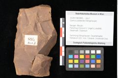 Foto (Objekt + Etikett) von Quercus palaeoilex Ettingshausen (NHMW-GEO-2024-0188-0895)